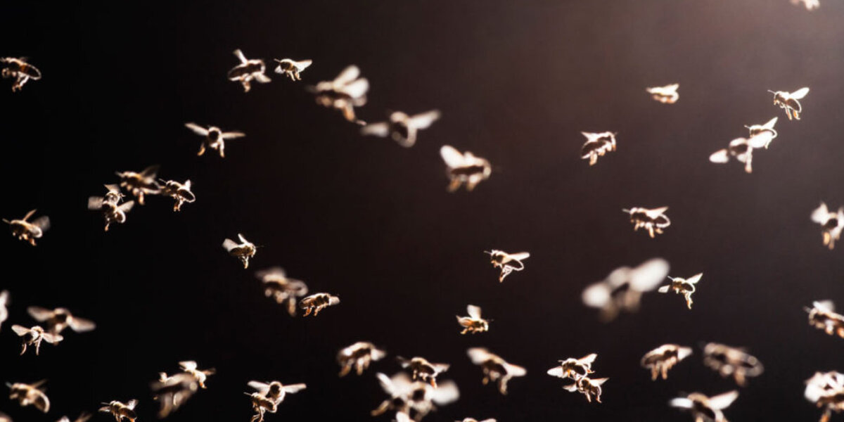 Why does Artificial Light Attract Mosquitoes?