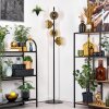Ripoll floor lamp gold, clear, 4-light sources