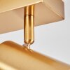 Javel ceiling light, ceiling spotlight gold, 2-light sources