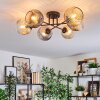 Ripoll ceiling light, globe light Amber, clear, Smoke-coloured, 6-light sources