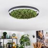 Dorel ceiling light LED green, white, 1-light source