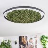 Dorel ceiling light LED green, white, 1-light source