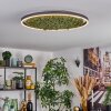 Dorel ceiling light LED green, white, 1-light source