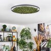 Dorel ceiling light LED green, white, 1-light source