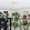 Folar ceiling light LED gold, 1-light source