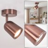 Lemak LED ceiling spotlight in copper, GU10 adjustable ceiling light with swivel head